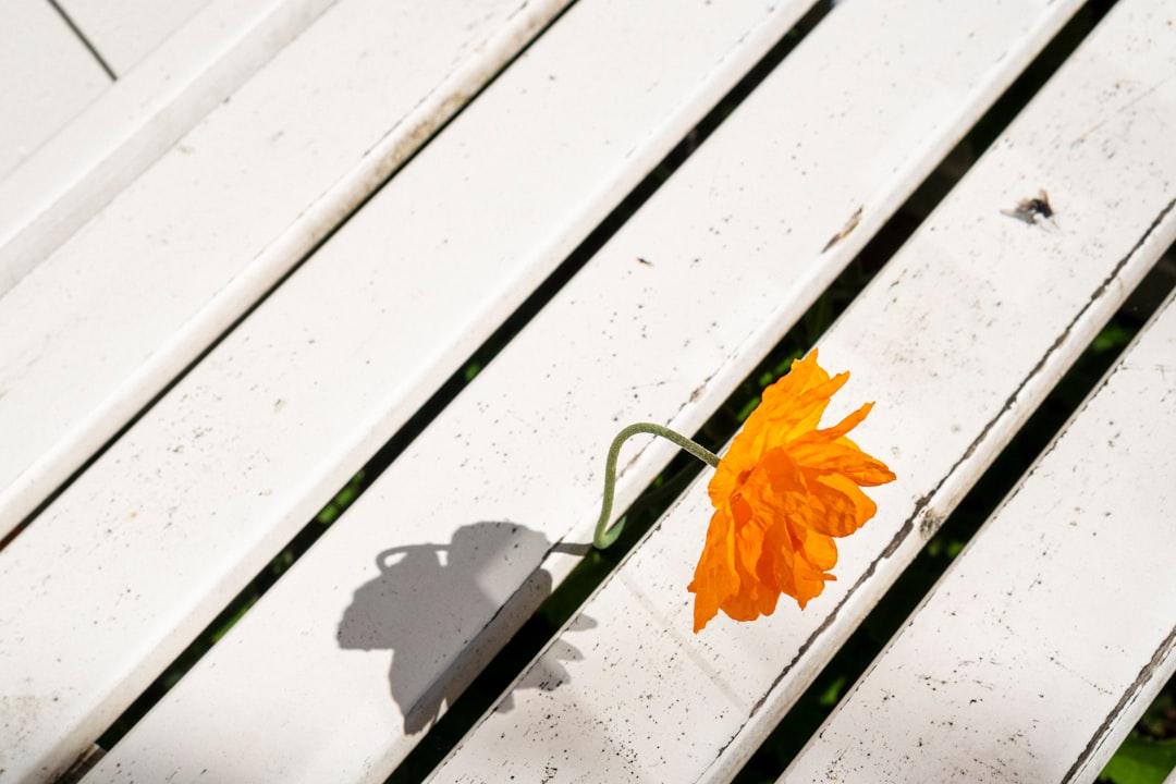Photo by Simone Uriartt yellow flower on white wooden bench